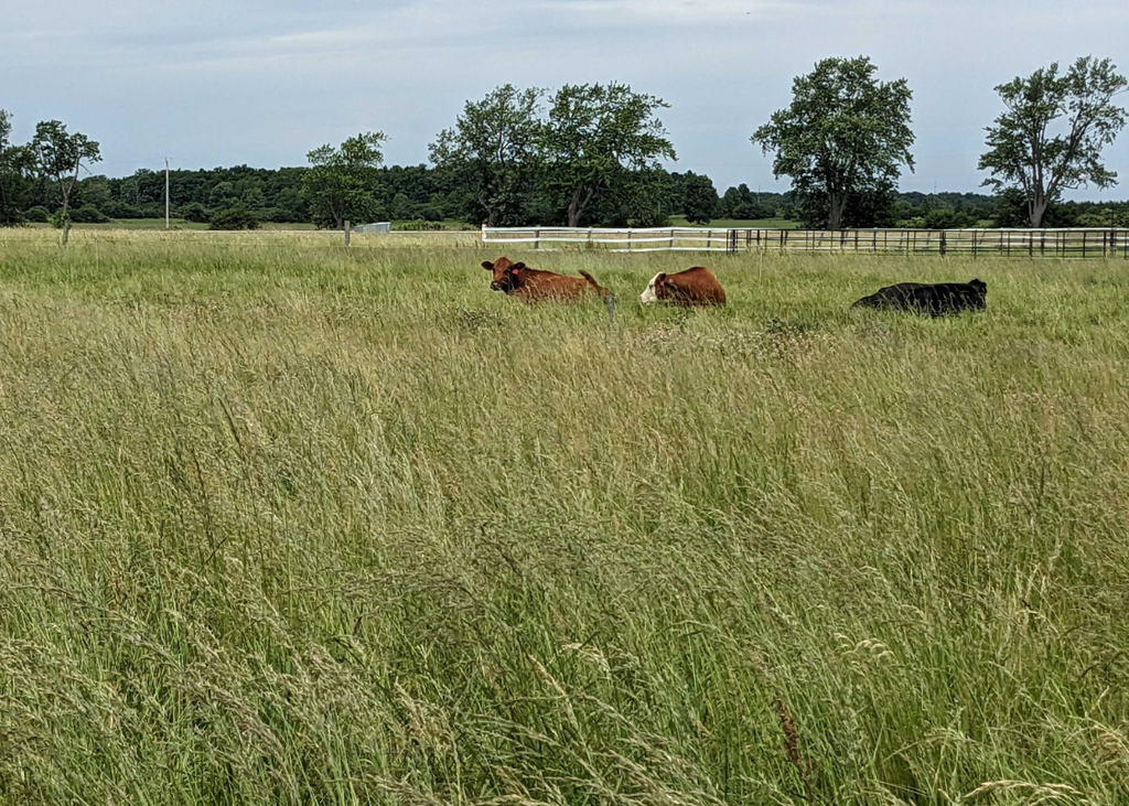 Understanding Community Dynamics: Grasslands, Diversity, and Agriculture in Ontario